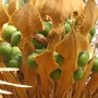 Cycas calcicola (Cycas calcicola)