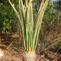 Cycas amstrongii (Cycas amstrongii)