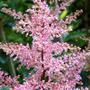 Astilbe x rosea  (Astilbe x rosea)