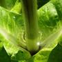 Copy_of_garden_445