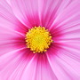 Cosmos (cosmos)