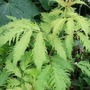 Sambucus racemosa