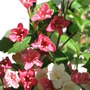 weigela (Weigela florida (Weigela))