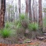 Eucalyptus marginata