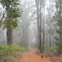In the mist (Banksia grandis (Bull Banksia))