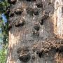 Eucalyptus calophylla