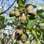 Eucalyptus calophylla
