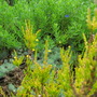 A garden flower photo (Calluna vulgaris (Heather))