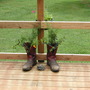 boots (Lantana camara)