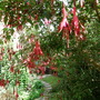 fuschia- prolific this year