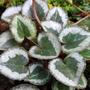 Copy_of_garden_478