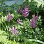 Astilbe