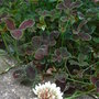 Trifolium repens