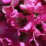 Plant Portraits - Climbers
