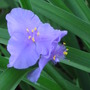 Tradescantia virginiana (Spiderwort)