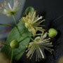Tilia