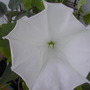 Moon Flower Open (Datura innoxia (Angels Trumpet))