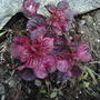 This is my Iresine (Bloodleaf), Chris; it is in the front garden. (Iresine)
