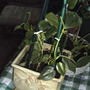 Philodendron scandens