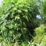 Schefflera actinophylla