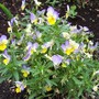 Viola
