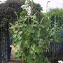 Hollyhocks