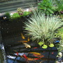Our big pond.