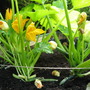 Courgettes