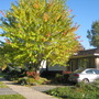 Red Maple (Acer rubrum)