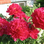 Paeonia officinalis