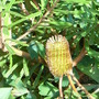 Banksia marginata (Banksia marginata)