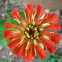 Zinnia elegans