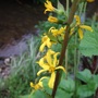 Ligularia 'The Rocket' (Ligularia stenocephala)