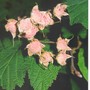 Rubus