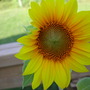 Bird dropped seed in flower pot...Suprise