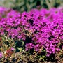 Thymus