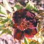Rosa rugosa