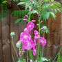Sidalcea malviflora