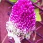 11_7_7.jpg (Allium sphaerocephalon (Round-headed leek))