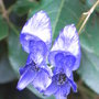 Aconitum episcopale (Aconitum episcopale)