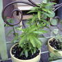 Mexican Heather (Cuphea hyssopifolia 'Brazilian White')