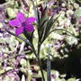 2008-07-10_015