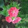 Phlox