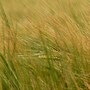Just Grass