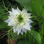 Nigella