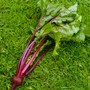 Little Beets.... (Beta vulgaris (Beetroot))