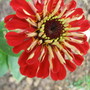 Zinnia elegans