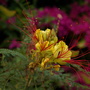 Imgp0379