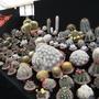 cactus nursery Hampton court