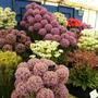 Alliums Hampton court
